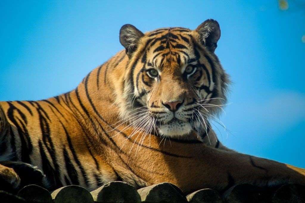 The deaths of two keepers at Howletts underlined the danger inherent with keeping such animals