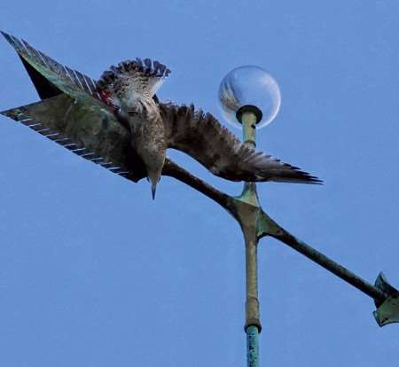 The seagull managed to free itself after two hours. Picture courtesy Les Willis.