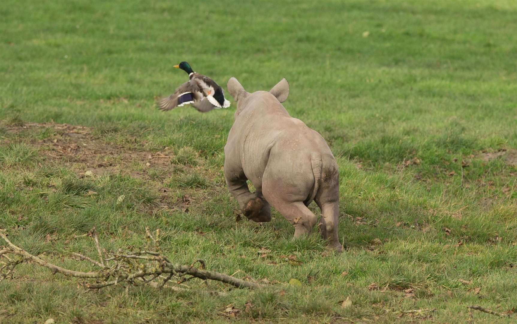 The ducks were too flighty for this little guy. Picture: Howletts Wild Animal Park