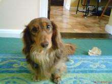 Missing miniature daschund Rolo