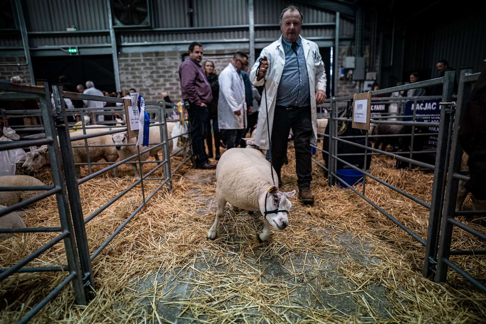 This entrant was champing at the bit to get to the judging ring (Ben Birchall/PA)