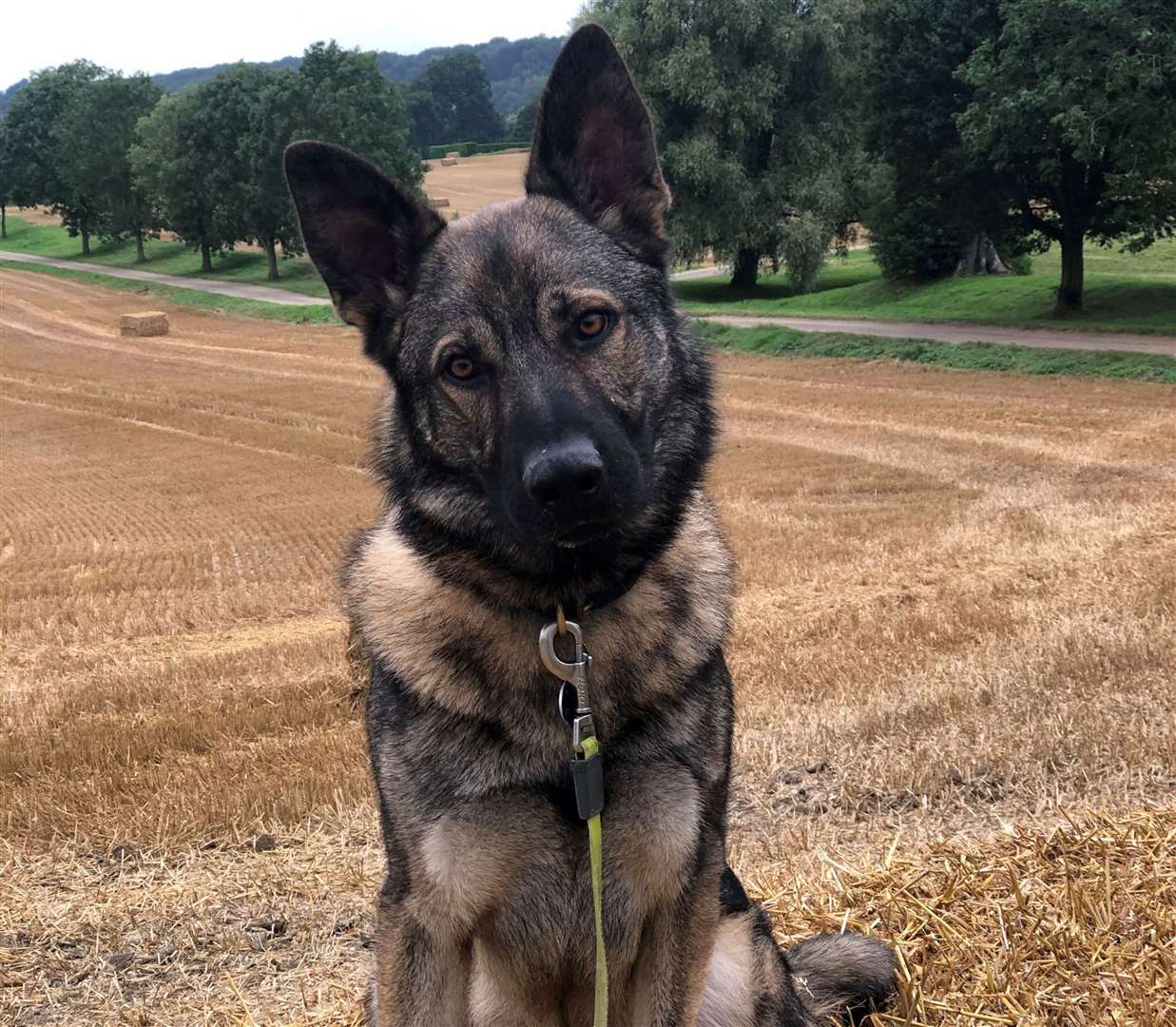 Police dog Biggy helped search for the two men. Picture: Kent Police