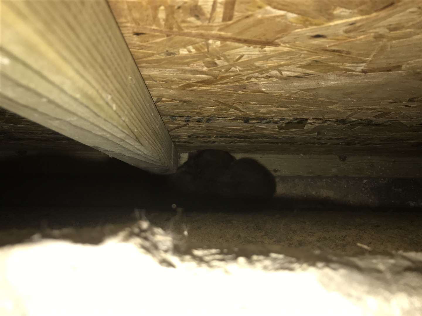 One of cubs was wedged between the two walls. Picture: RSPCA