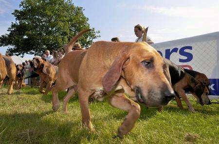 The Coakham Bloodhounds at the Kent County Show