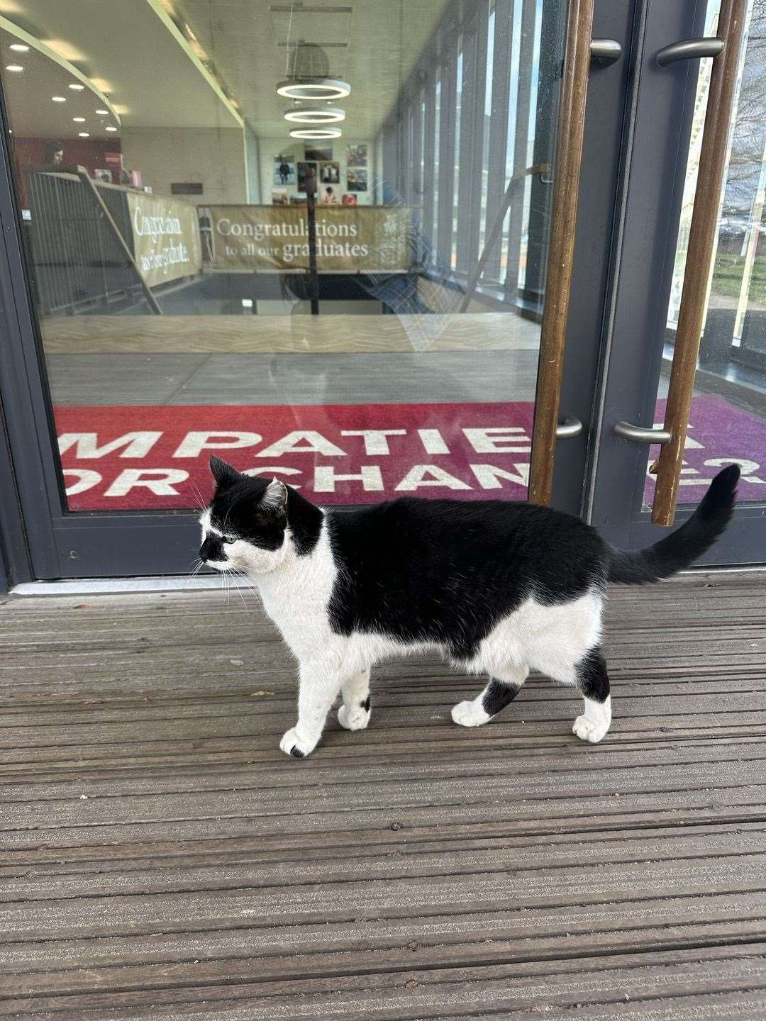 Pebbles is also known as Campus Cat (University of Essex/PA)