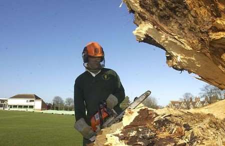 The club has taken a good number of cuttings from the grand old tree