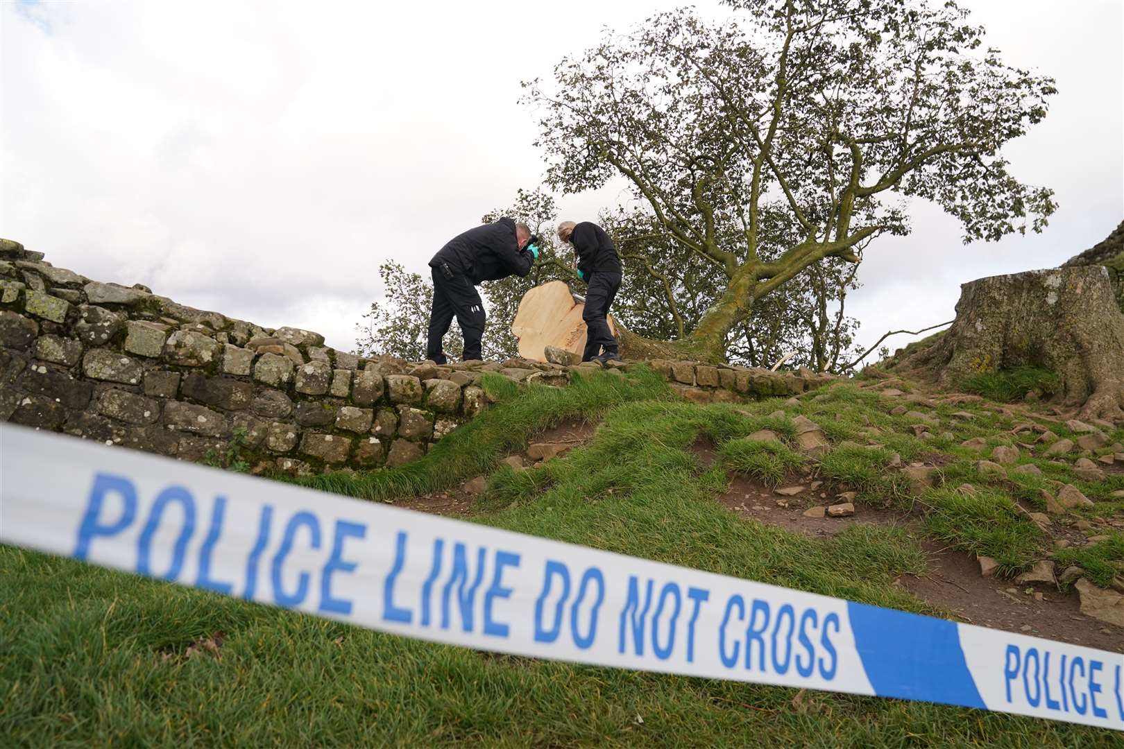 Forensic investigators from Northumbria Police examine the felled Sycamore Gap tree (Owen Humphreys/PA)