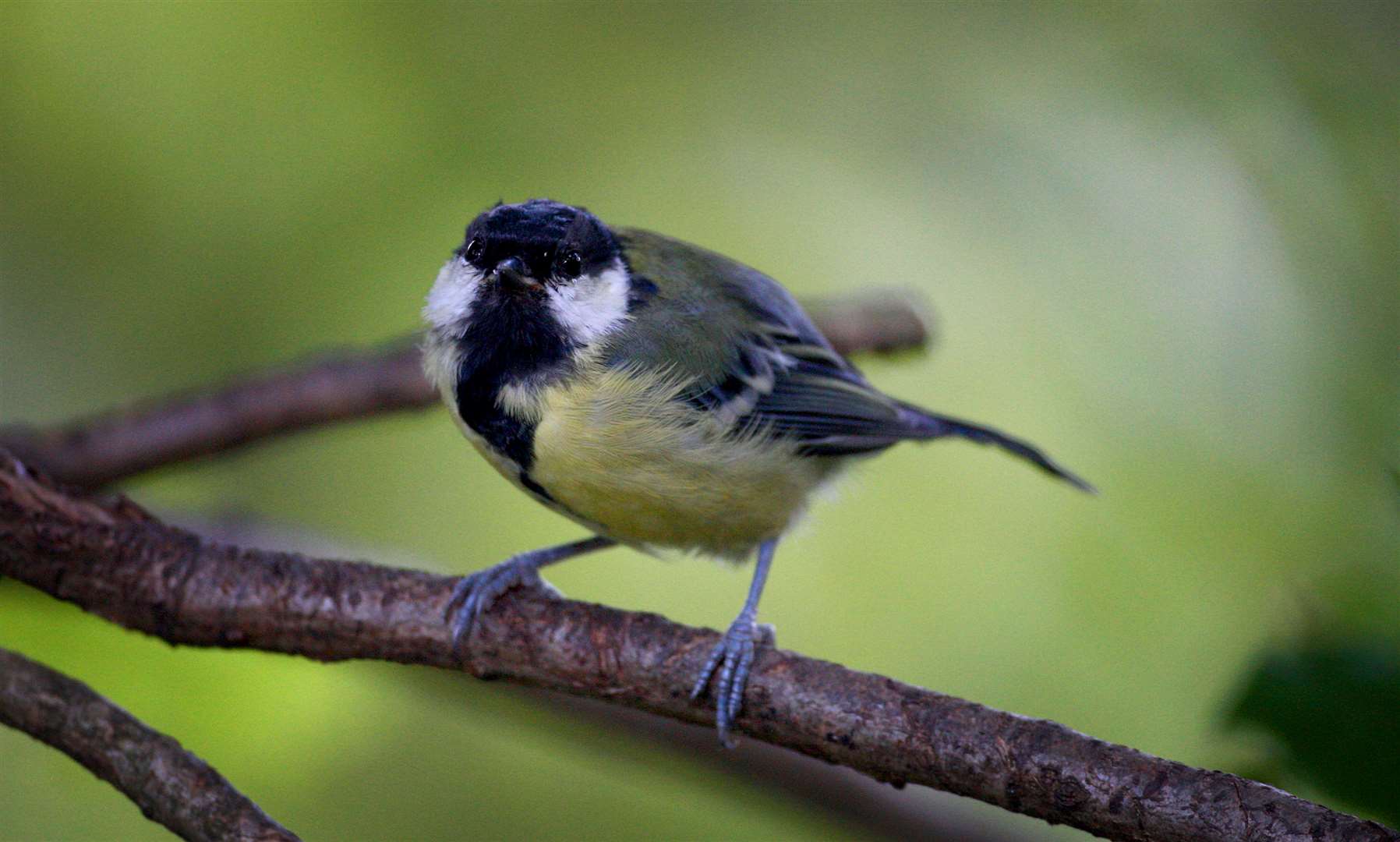 Researchers continuously filmed a wild population of great tits (Ben Birchall/PA)