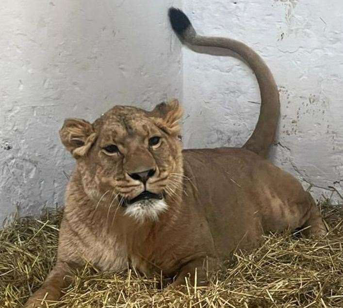 Lioness Yuna is also a new resident of The Big Cat Sanctuary in Smarden. Picture: Wild Animal Rescue and IFAW