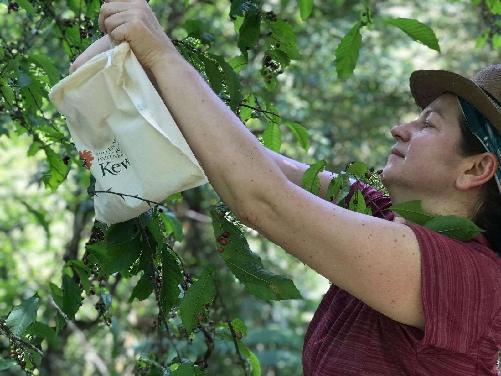 Dr Tiziana Ulian, a scientist at Kew, collecting seeds in the Quinchas in Colombia (RBG Kew/PA)