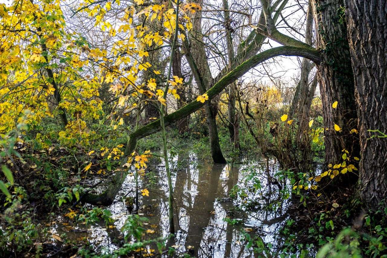 The flooded meadows