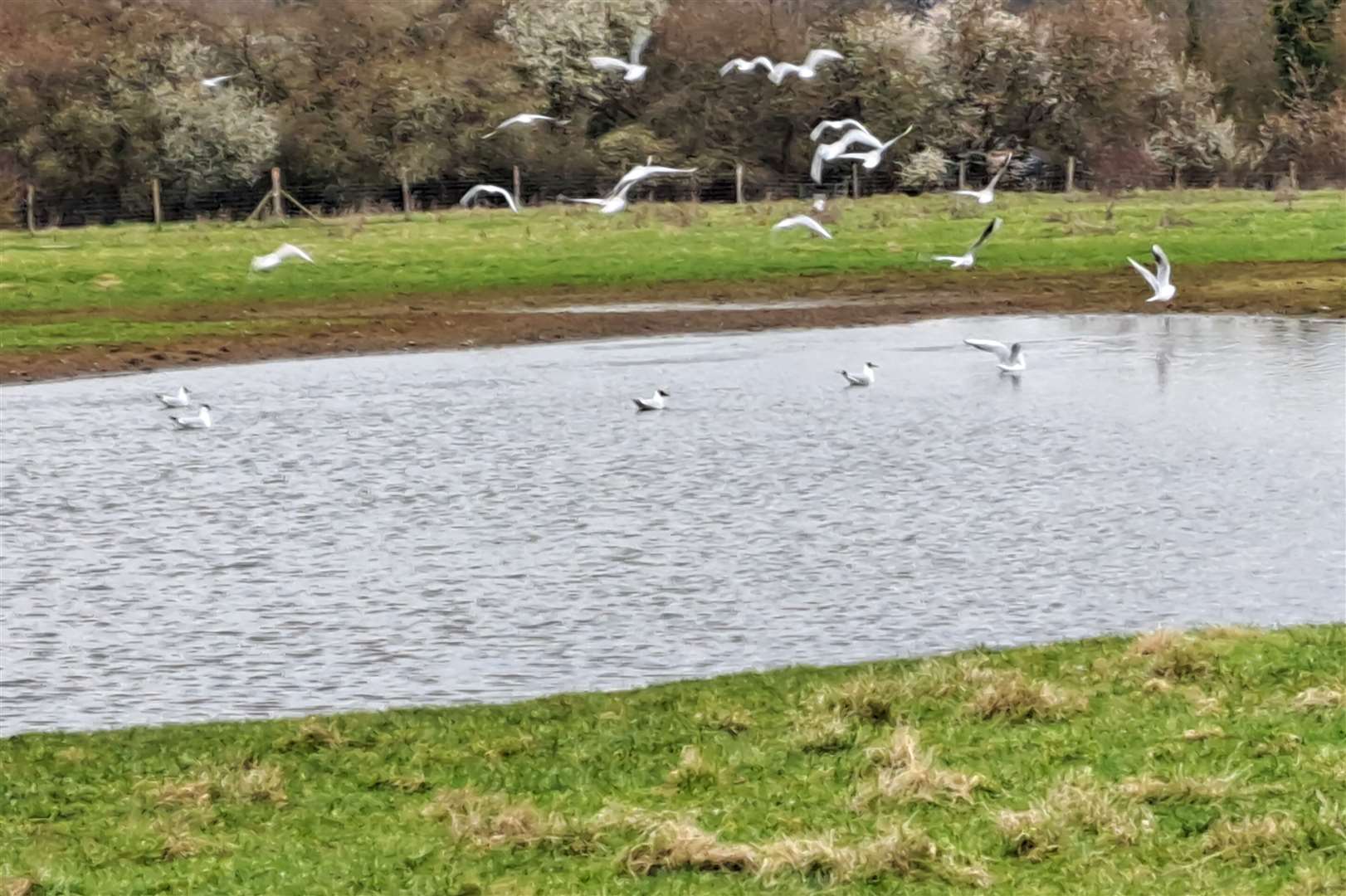 Developers can also identify their own potential off-site projects - this one is The Walnut Tree Nature Reserve in Tovil, near Maidstone