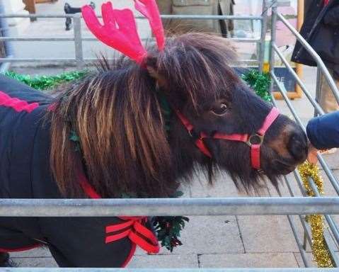 Rupert the Shetland pony