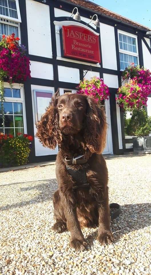 Jasper outside a pub called Jasper's