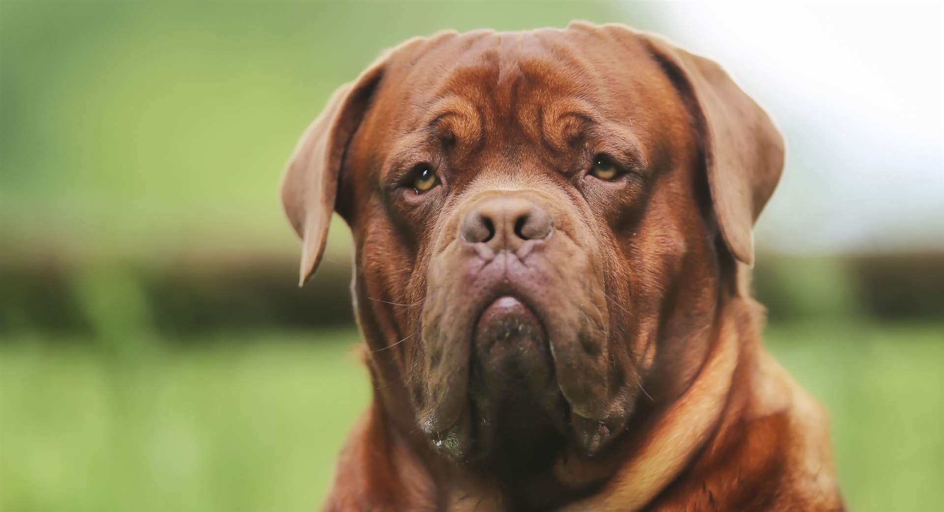 Short-nosed or flat-faced dogs breeds are more susceptible to heat stroke