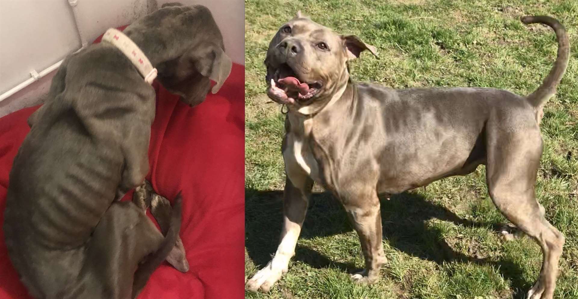 Tegan before and after arriving at South East Dog Rescue