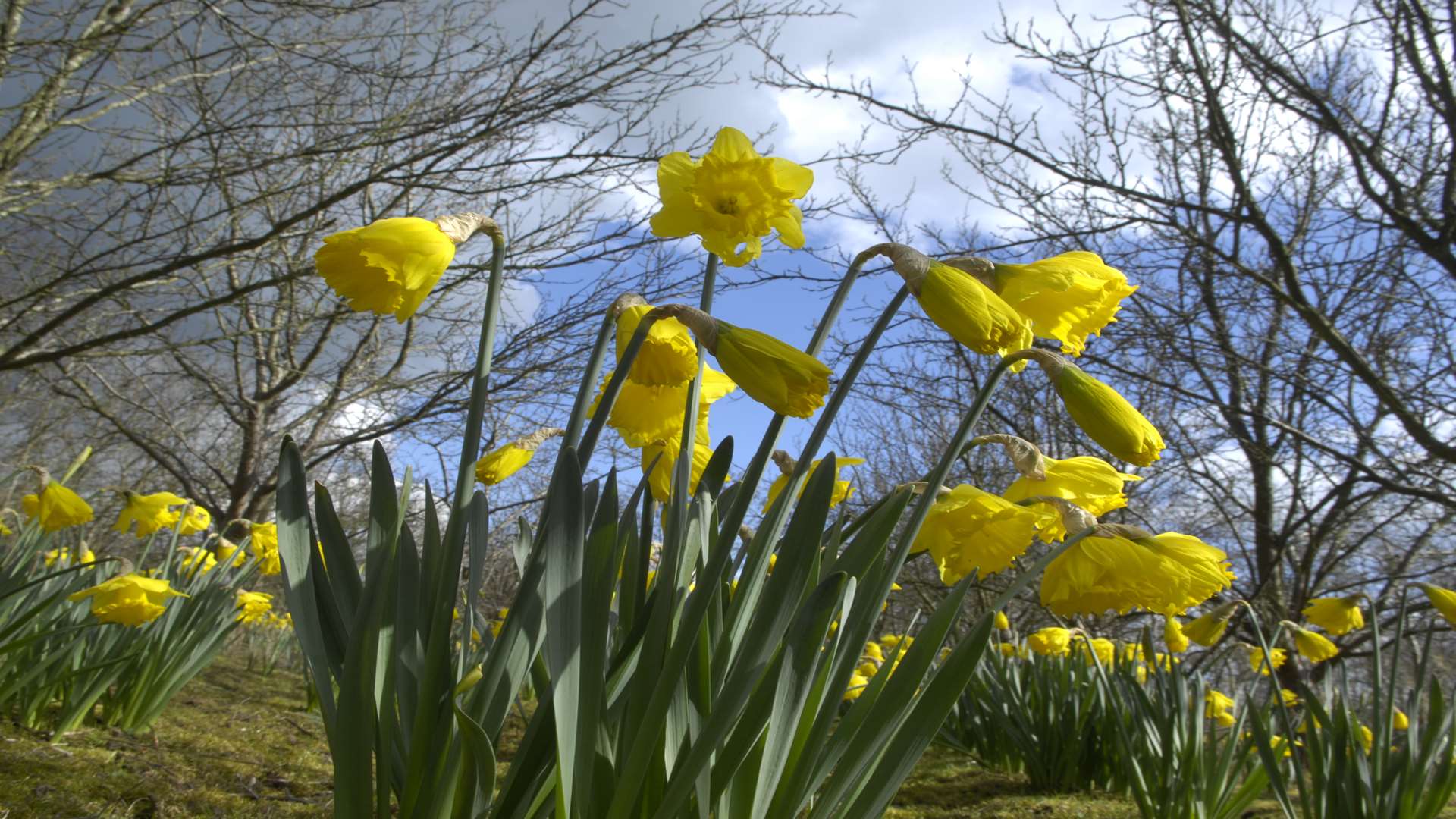 Sainsbury's has warned customers not to eat... daffodils