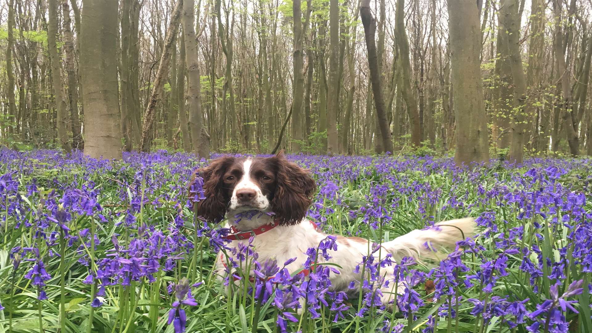 Marc Cananur captured this shot of his springer spaniel Amy posing among bluebells