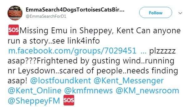 Missing emu appeal on Twitter (7729362)