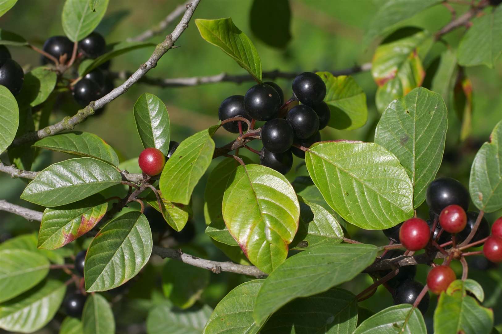 Buckthorn. Image: iStock/ Whiteway.