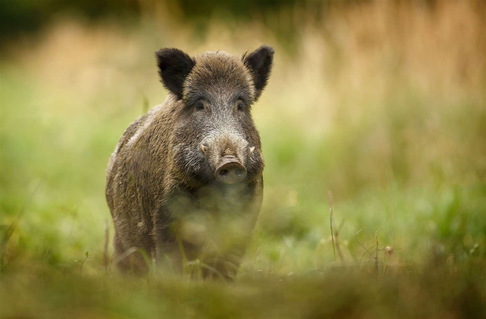 A Canterbury man has been arrested after a wild boar was found dead in the Forest of Dean. Library picture