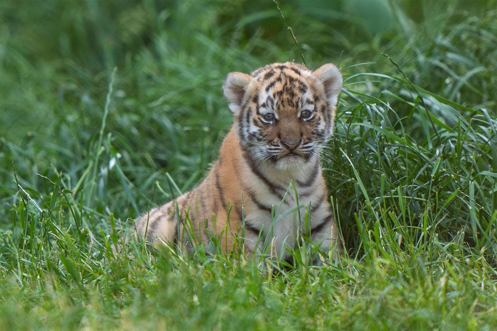 One of the six-week-old Amur tiger cubs begins to explore their enclosure at Banham Zoo in Norfolk (Joe Giddens/PA)