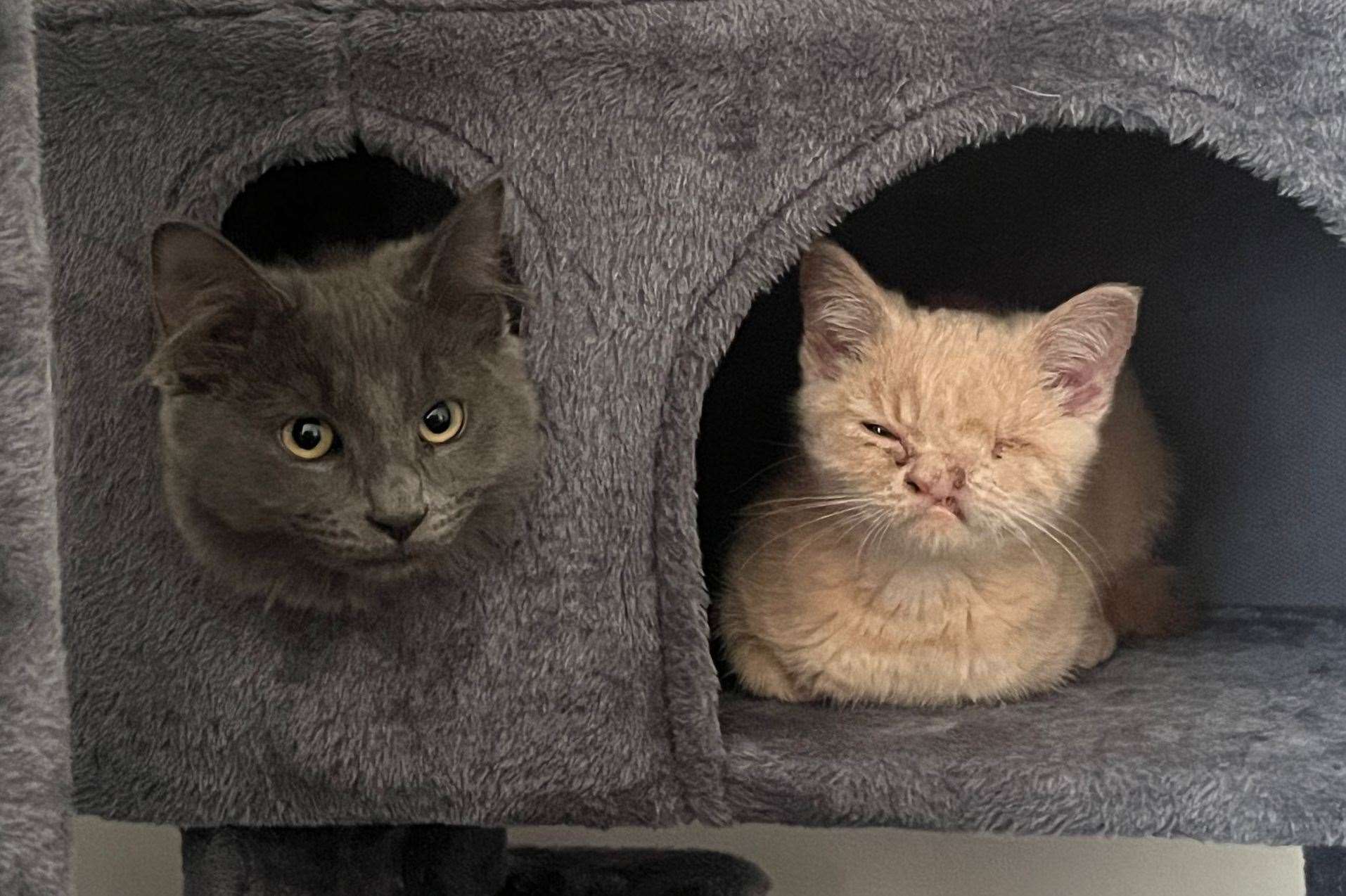 Benny and Teddy fit right in at their new home