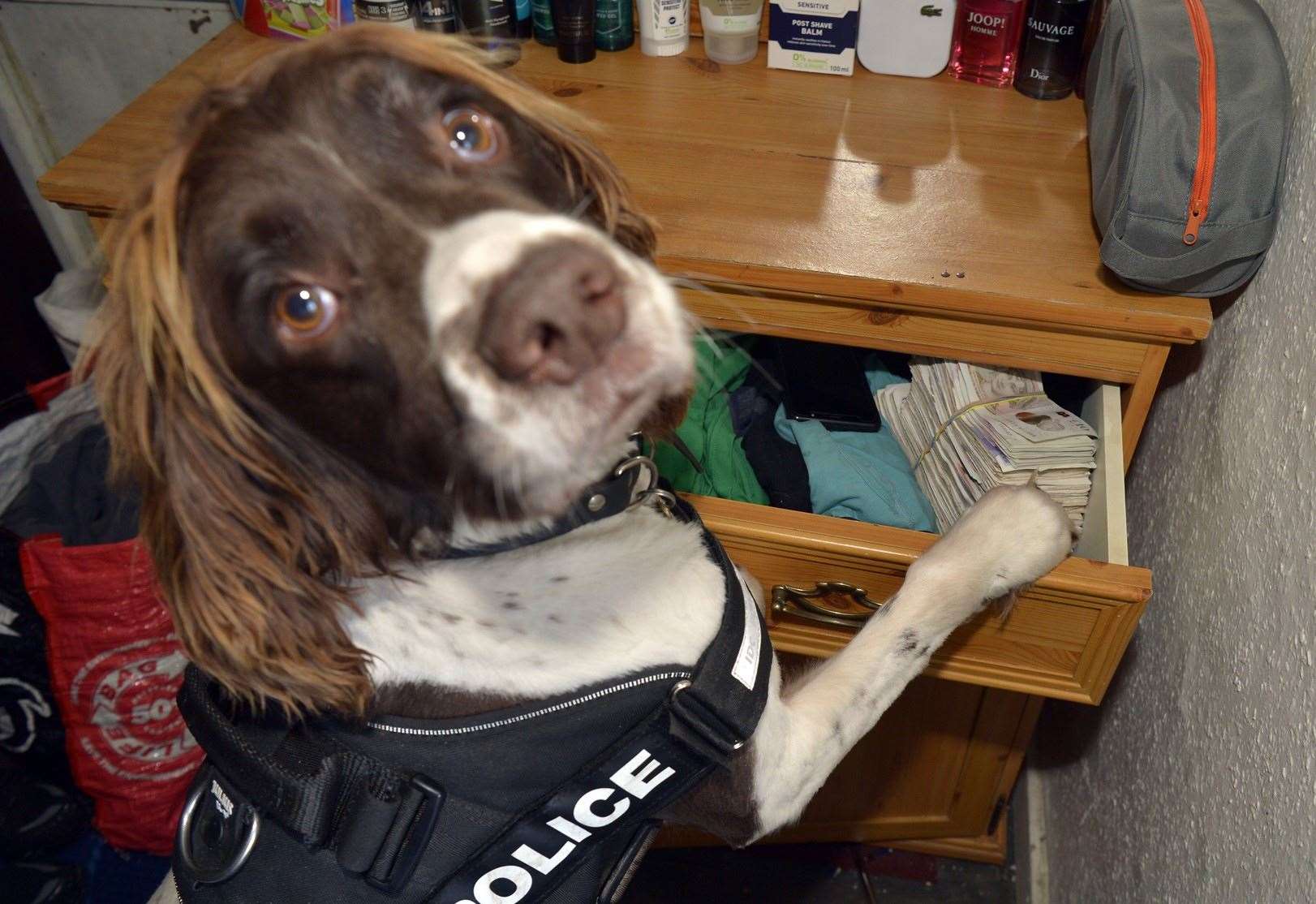 Specialist drug detection dogs have been introduced by British Transport Police (West Midlands Police/PA)