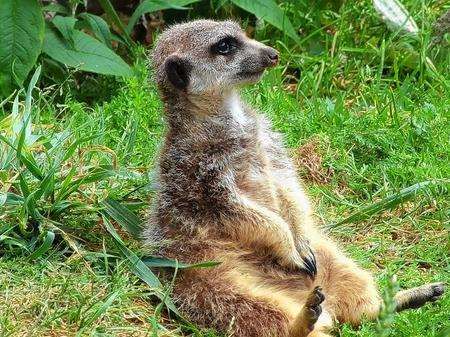 Meerkat at Wingham Wildlife Park Picture: Mike Hanagan