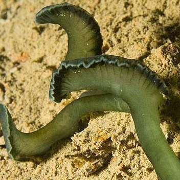 A green tongue spoon worm