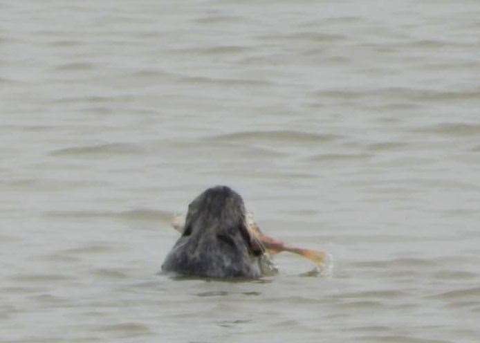 The seal eating dinner in the River Thames in Greenhithe. Picture: Anthony Laurent