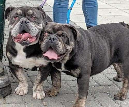 Amber and Annie the British bulldogs. Picture: Last Chance Animal Rescue