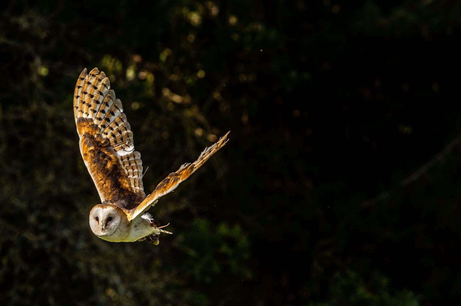 A small birds of prey centre in Strood is desperate for donations