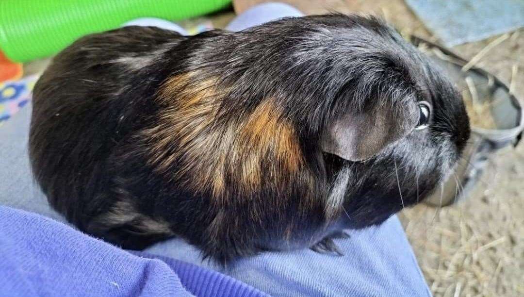 Guinea pig Daisy