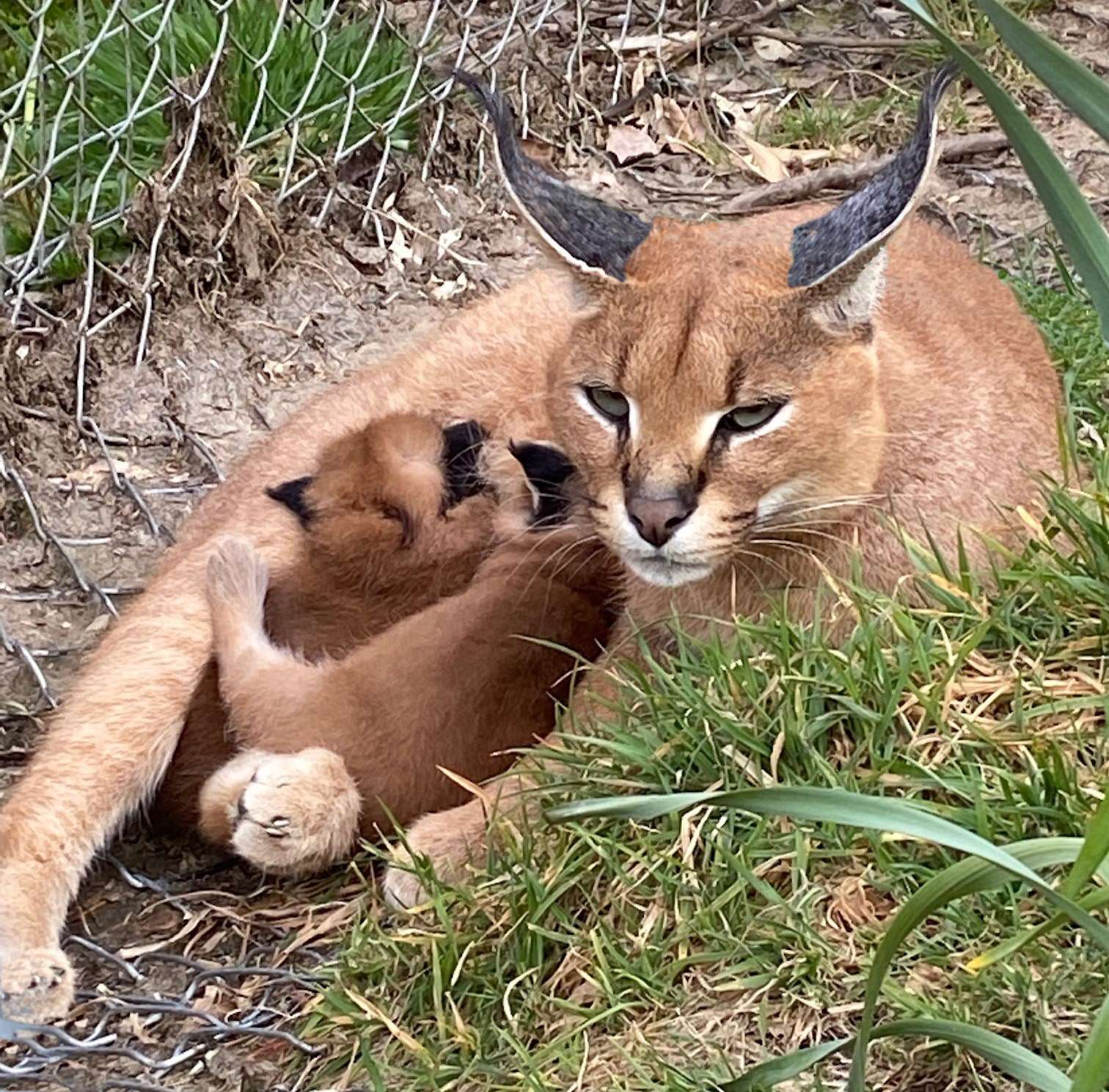 The kittens are already spending time outdoors in the Easter warm weather (Exmoor Zoo/PA)