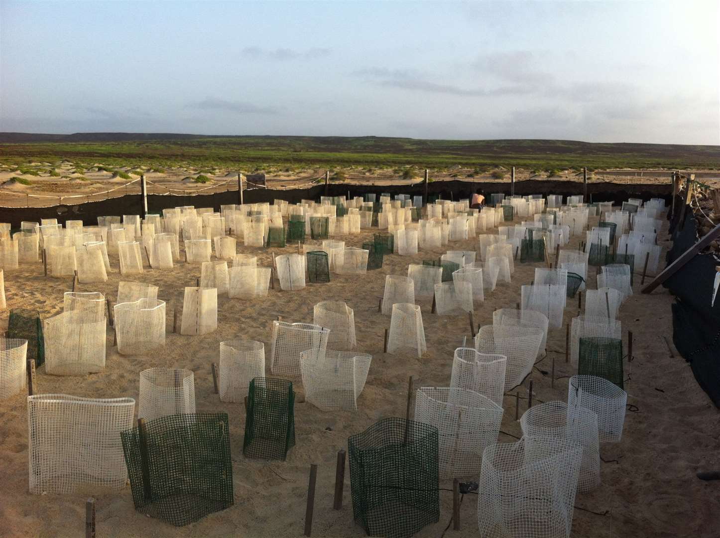 Plastic netting kept the hatchlings from each nest separate (L Clarke and L Hawkes/PA)