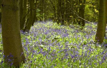 Bluebells in Stede Hill Wood in Harrietsham