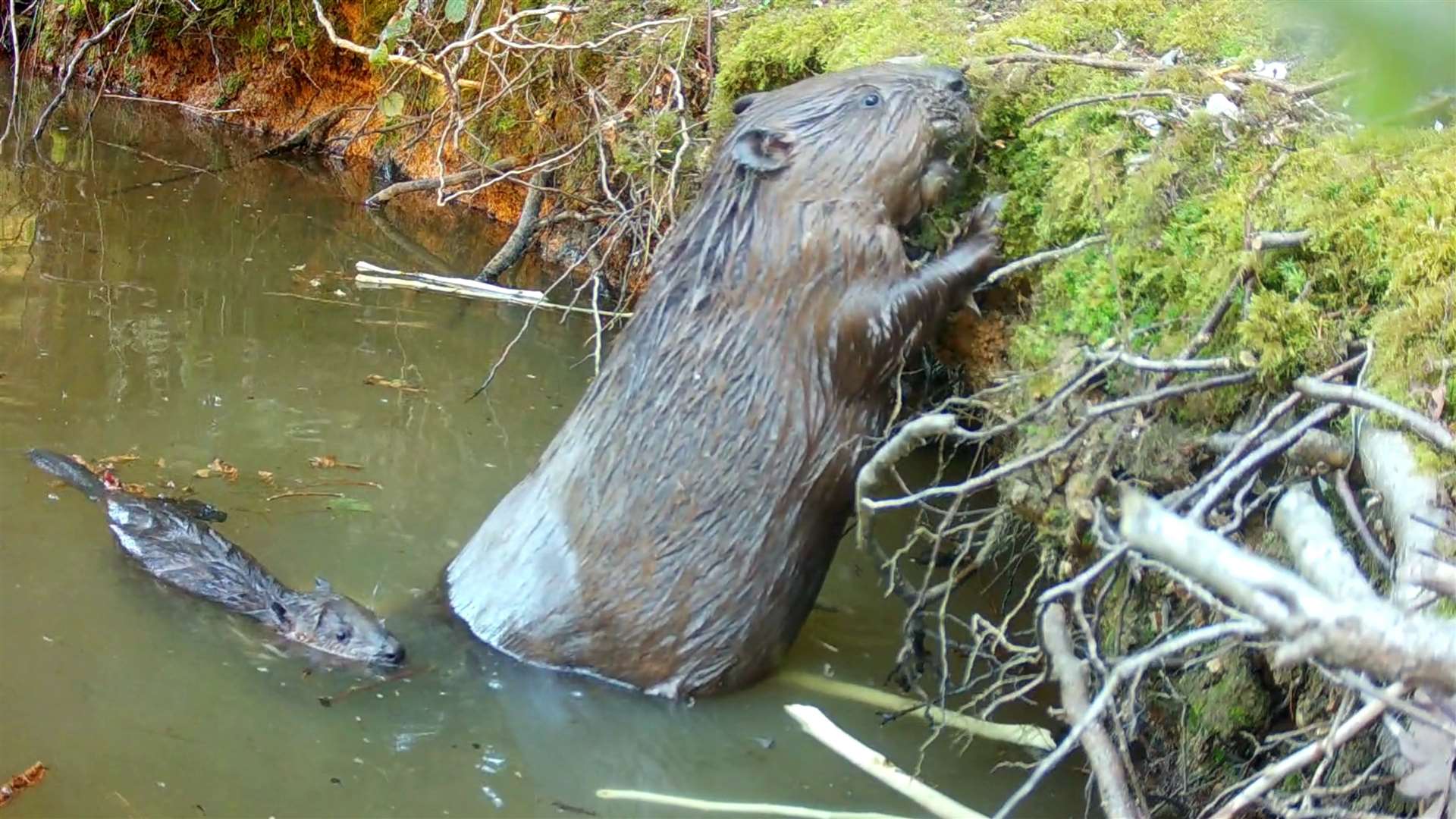 A mother and baby beaver at Ewhurst Park (Ewhurst Park/PA)