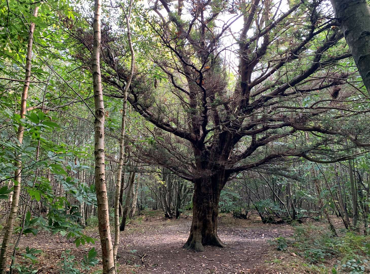 The dreaded yew tree I kept ending back at