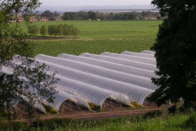 Polytunnels like the ones used on Salmans Farm. Picture: Val Vannet