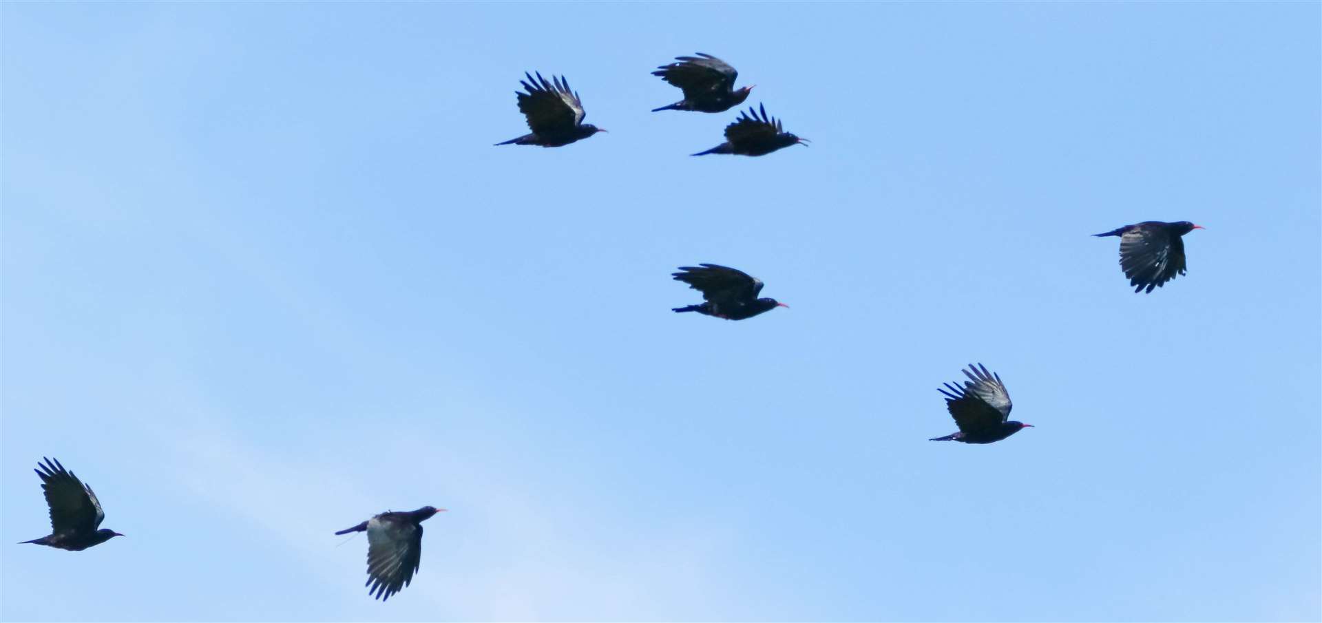 Red-billed choughs now fly free over Dover Castle. Picture: Kent Wildlife Trust/Tim Horton