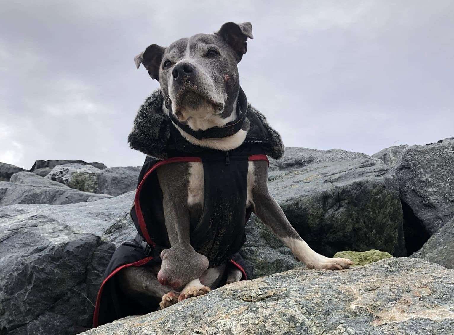 Storm the staffie on Leysdown beach. Picture: Daniel Ward