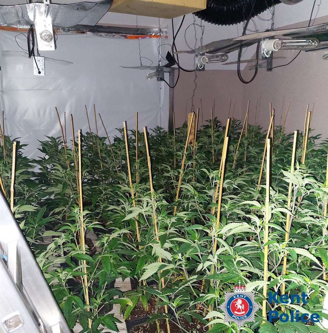 Officers discovered more than 100 cannabis plants at a Hythe address. Picture: Kent Police