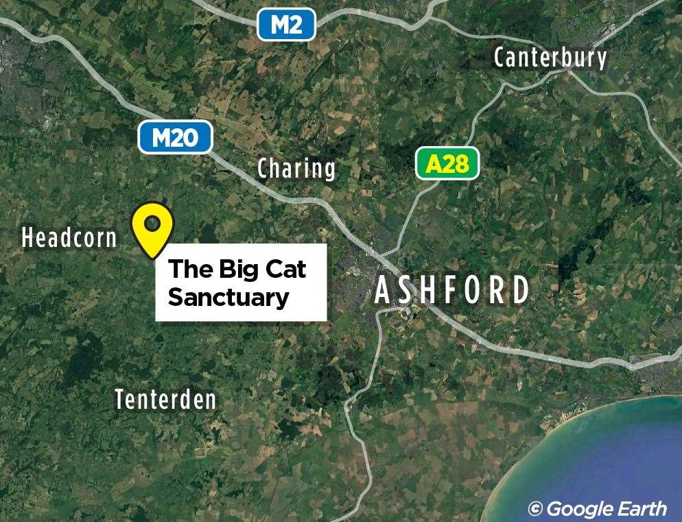 The Big Cat Sanctuary is home to about 40 cats in Smarden, Ashford