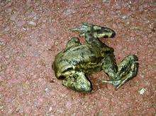 An injured frog - believed to have been shot by teenagers near Forum Way, Chartfields at Kingsnorth