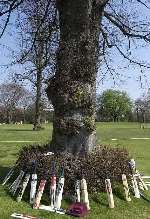 KENT ICON: Young hopefuls left bats around the base of the famous old tree. Picture: DEREK STINGEMORE