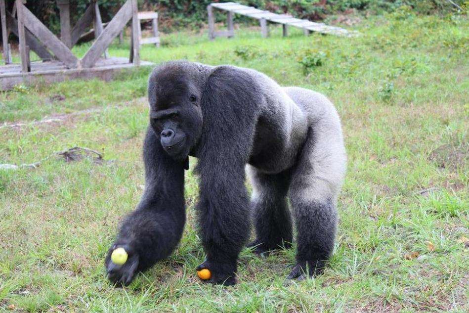 Djala on Gorilla Island before the deaths. Picture: Damian Aspinall