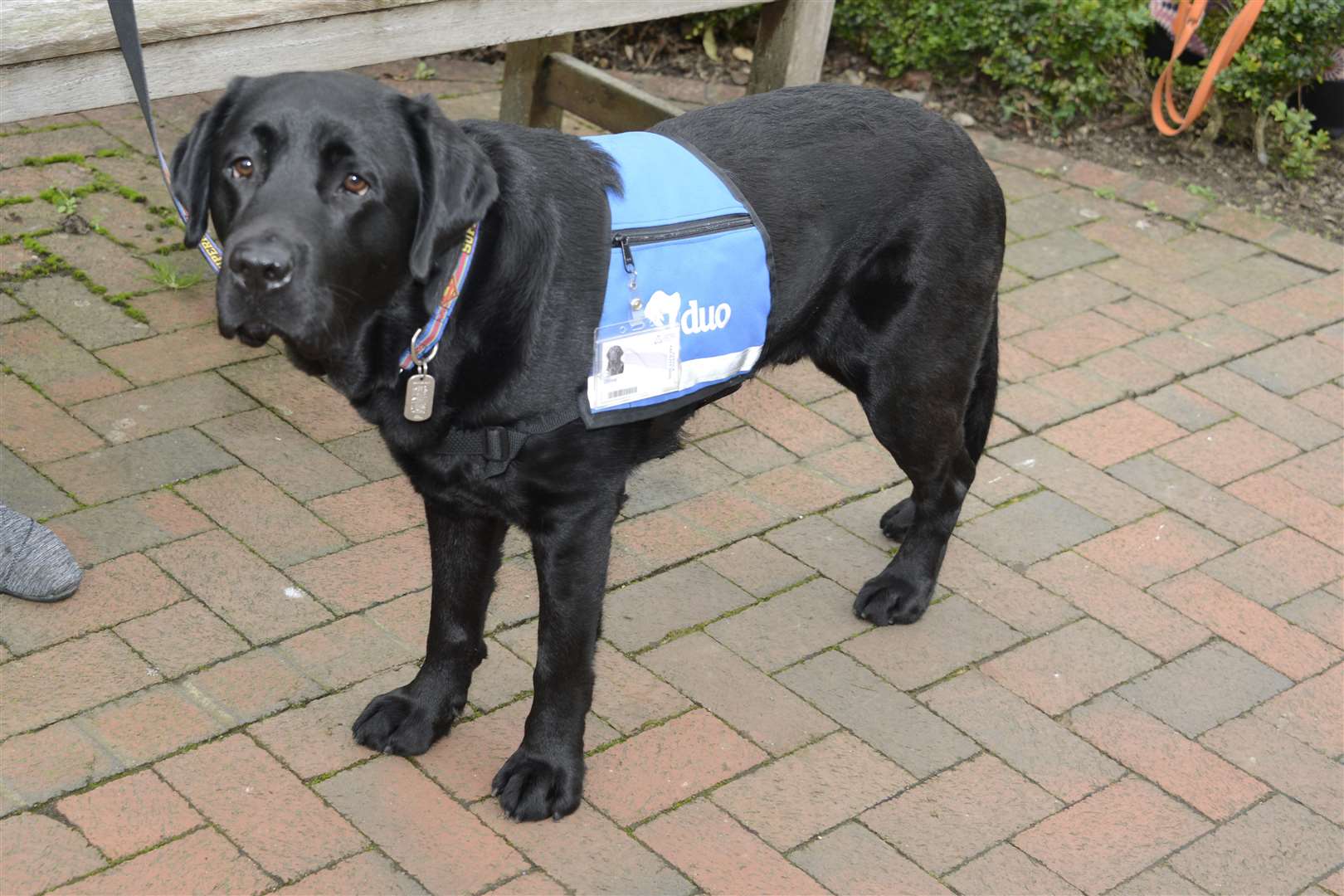 Canterbury Christ Church University recruits a dog. Oliver the new recruit.Picture: Paul Amos. (6366741)