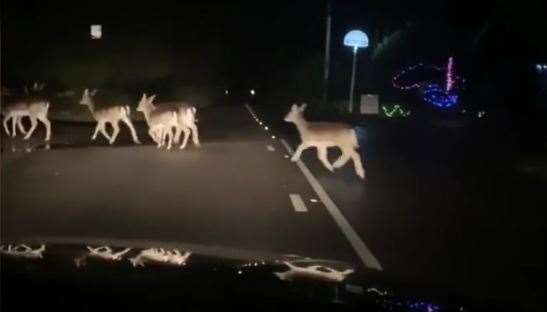 The herd of deer were caught crossing the road between Lamberhurst and Tunbridge Wells. Picture: Jamie Gaiger (53795407)