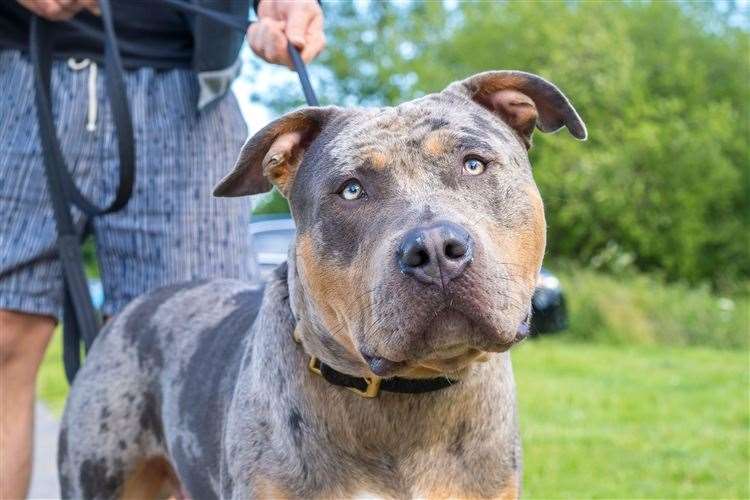 XL Bully dogs are set to be banned in the UK. Picture: Lee Hudson/Alamy/PA